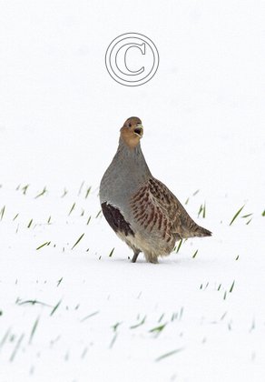 Grey Partridge in the Snow DM1407